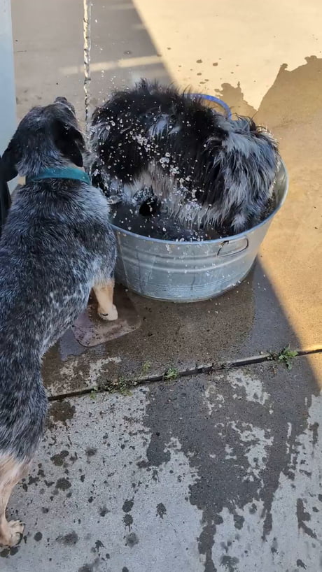 Bandit Cooling off