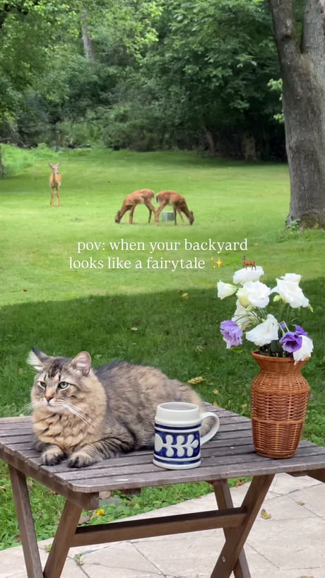 Old tired of the rat race check