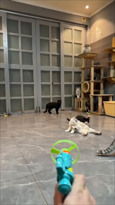 Funny that you can see which cat has hunter instincts, and which has the wild instincts of a potato