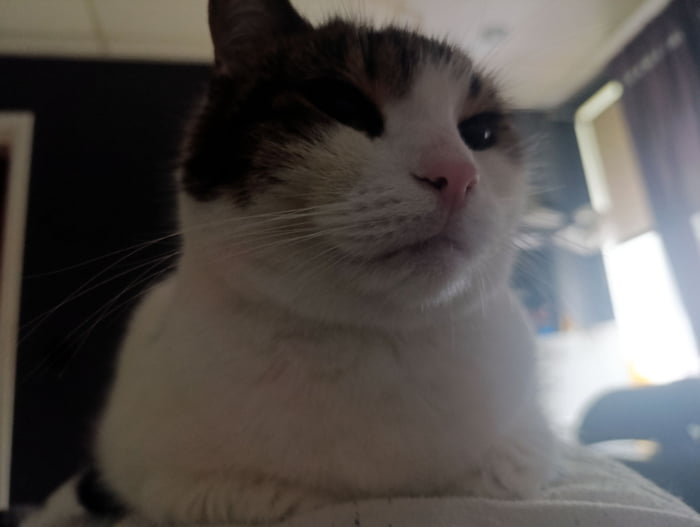 I am the pillow now