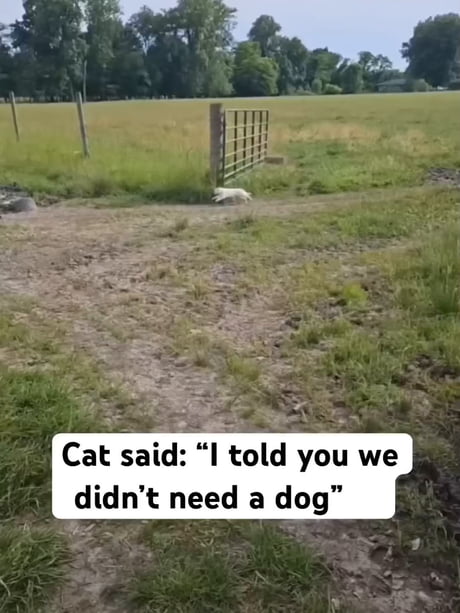 Even dogs are losing their jobs to catGPT