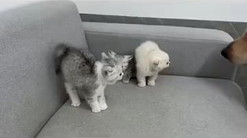 Cats best friend