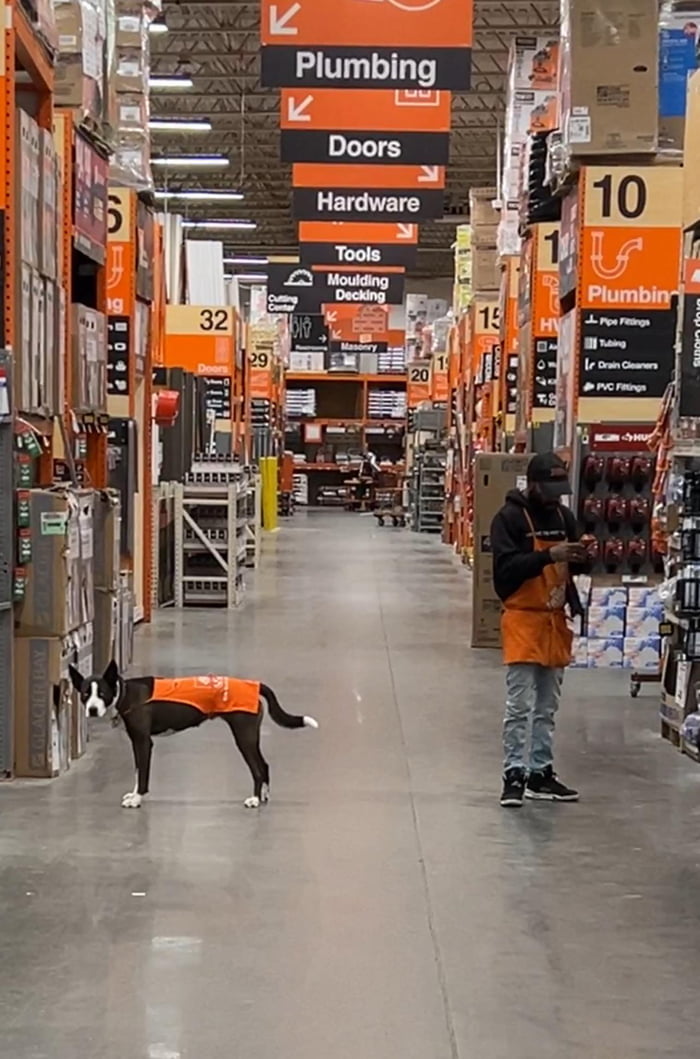 A Home Depot Employee And His Dog Who Also Works For Home Depot 9GAG a-home-depot-employee-and-his-dog-who-also-works-for-home-depot-9gag