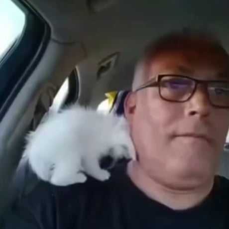 Dad that hates cats with a stray kitten he found on the side of the road.