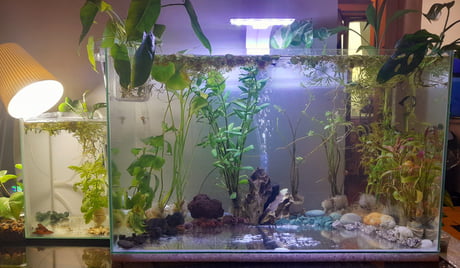 Best Funny aquascape Memes - 9GAG