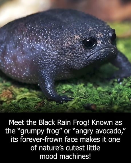 Best Funny blackrainfrog Memes - 9GAG