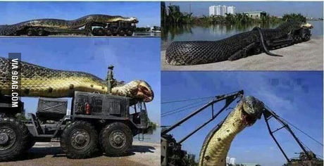 GIANT SNAKE FOUND IN THE RED SEA 