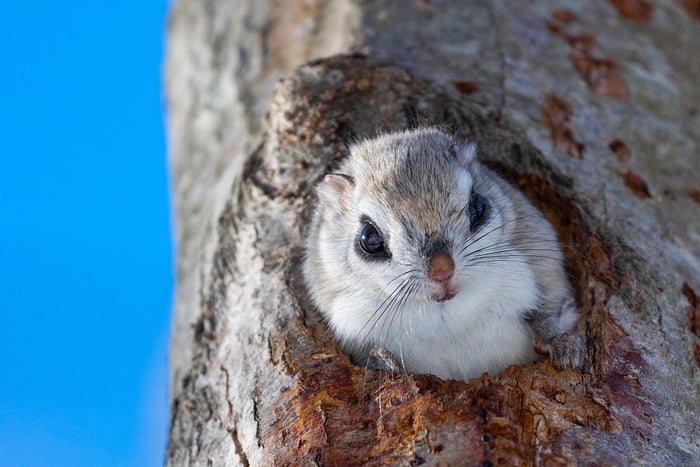 Japanese Photographers Share Photos Of Chonky Siberian Flying Squirrels ...