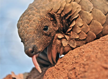 Pangolins also known as scaly ant eaters are the most trafficked animals in  the world pretty sad for such a cute bugger. - 9GAG