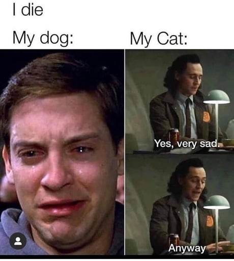 catdog meme