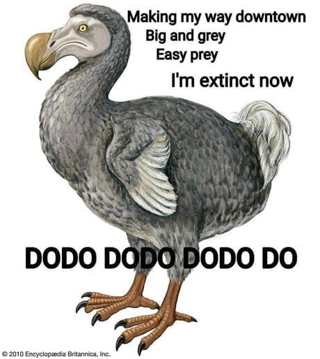 How do bird have sex
