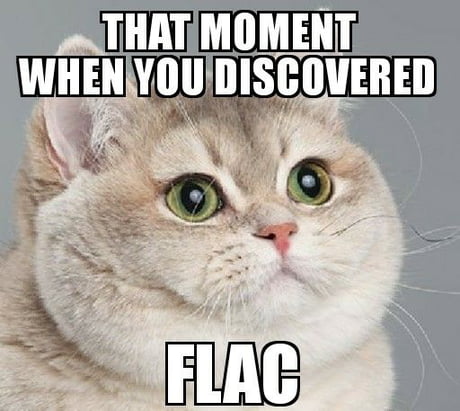 Best Funny floppa Memes - 9GAG