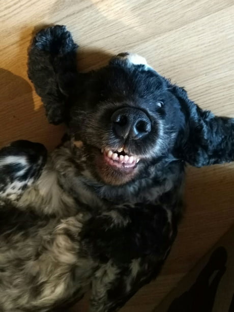 all dogs are beautiful