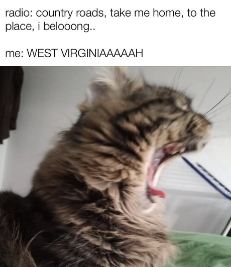 high cat meme