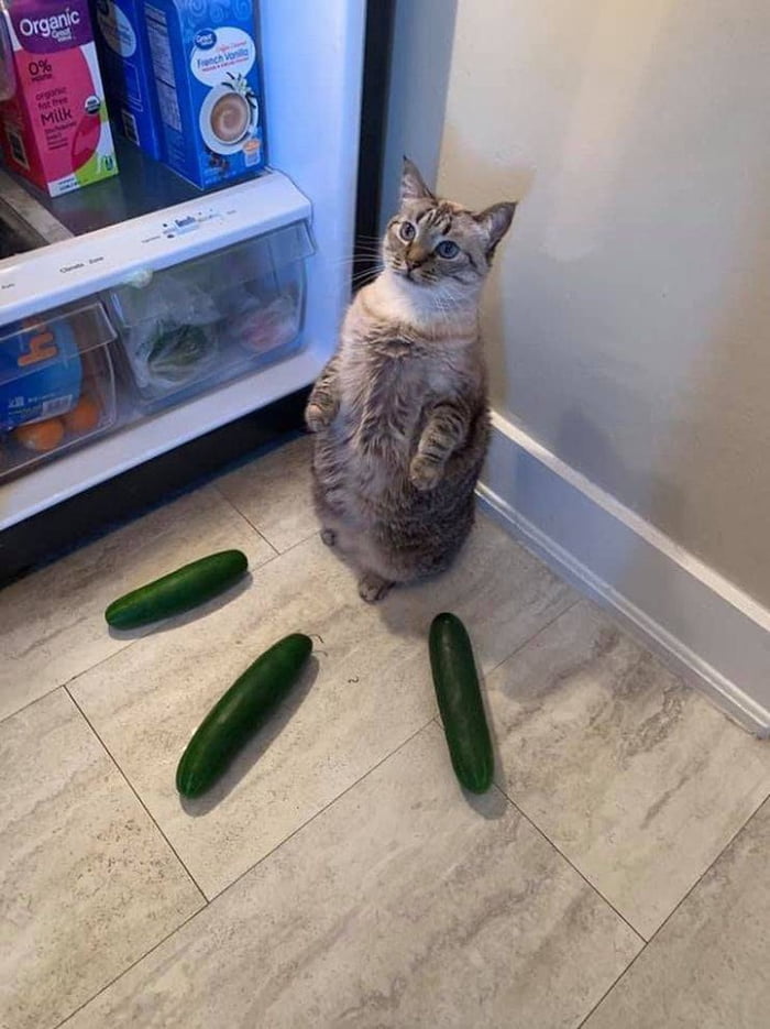 Cucumber trap for catto