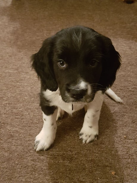 8 week old springer spaniel