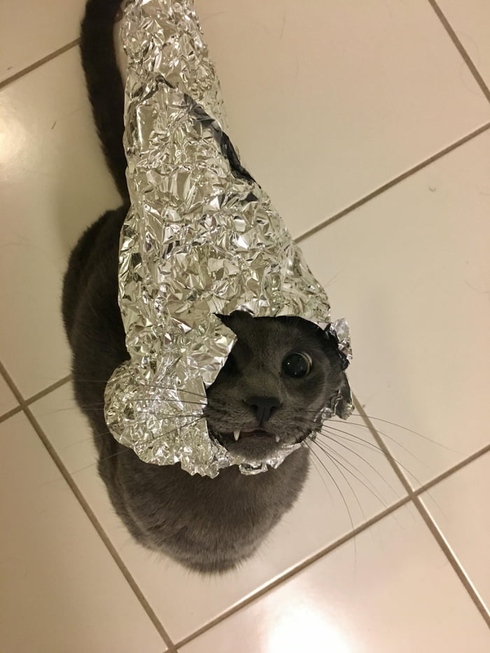 Even cats wear tinfoil hats