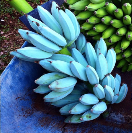 Blue Banana Makes Netizens Go Crazy And It Tastes Just Like Vanilla  Icecream - Wanna Try?