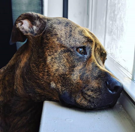 staffordshire bull terrier hound mix