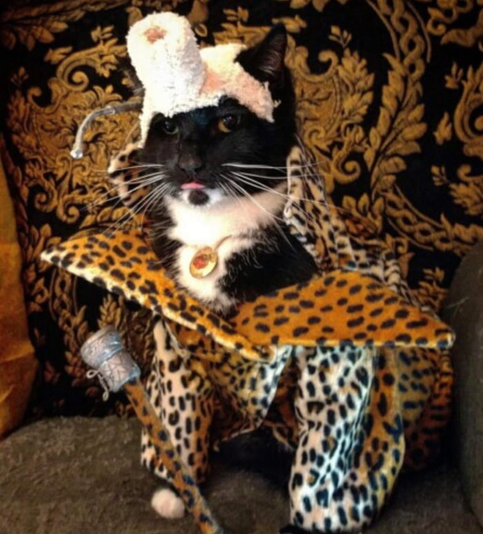 Cat cosplays Ruby Rhod from The 5th Element