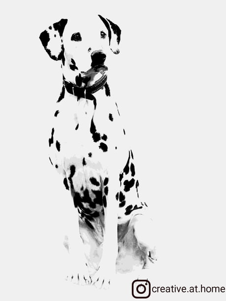 high contrast black and white photography dogs