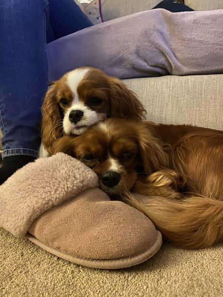 Best 30 Cavalier King Charles Spaniel Fun On 9gag