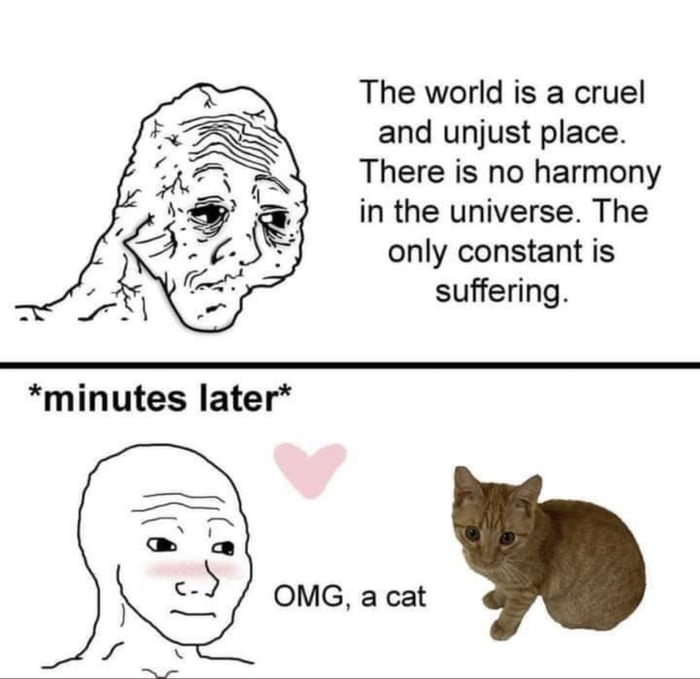 Cats make everything better - 9GAG