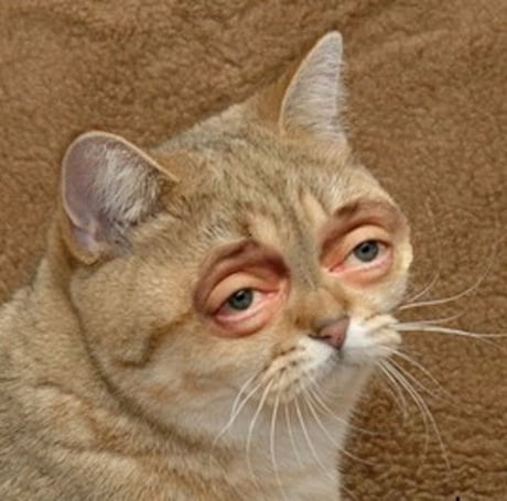 Buscemi cat is judging you 9GAG