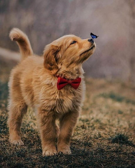golden retriever puppy bow tie
