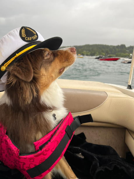 Captain dog, reporting for duty - 9GAG