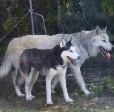 Size Of A Husky Compared To A Wolf 9gag