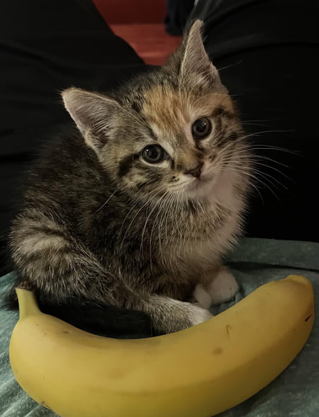 Kitten banana outlet