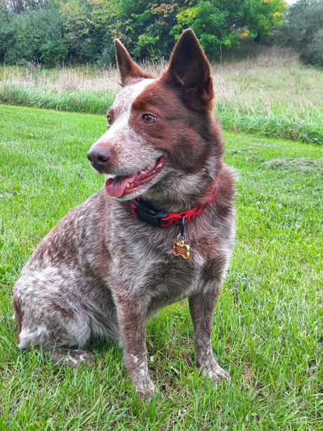 chocolate blue heeler