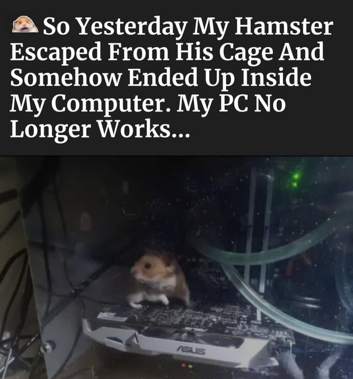 Small pet problems 9GAG