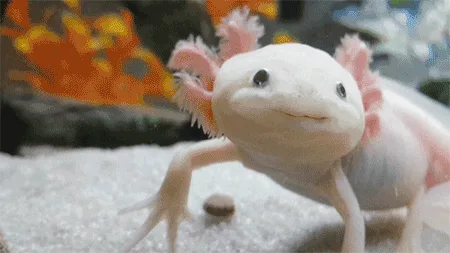 The Adorable Axolotl A Real World Pokemon 9gag