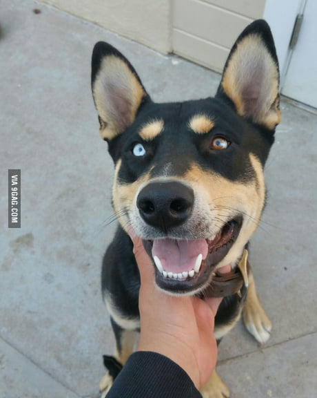 half pitbull half husky