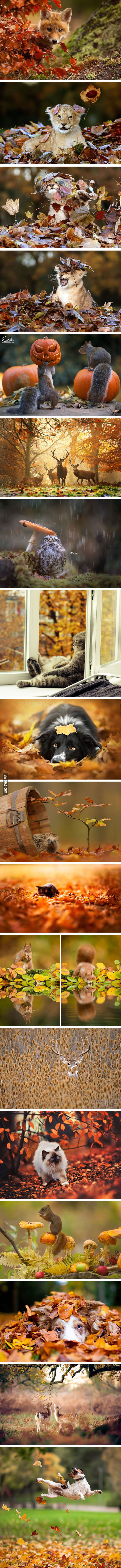 16 Animals Enjoying The Magic Of Autumn