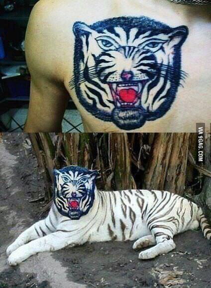 50 Amazing Tiger Tattoos Design | Incredible Snaps