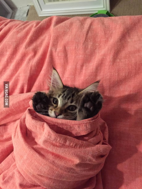 kitten burrito