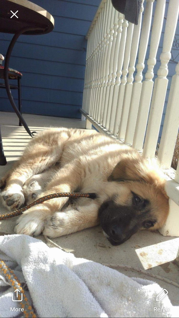 Pupper does a relax