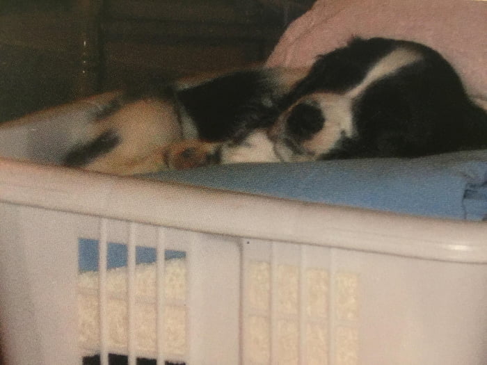 Laundrygirle takes a nap break from foldin for shmakos