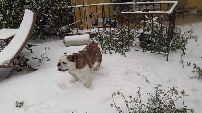 Doggo under the snow