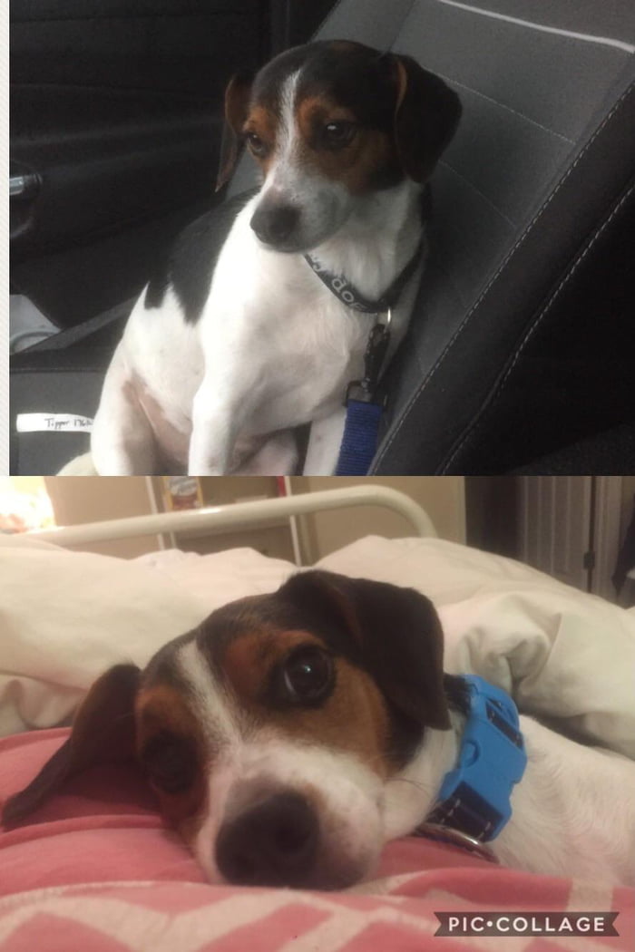 From sadboye to snugboye - 2 weeks home with Tipper