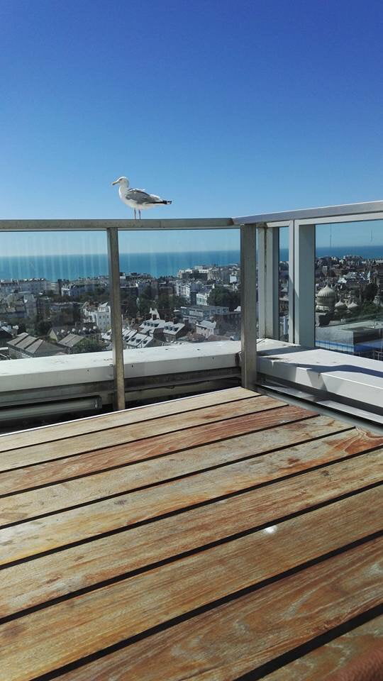 Is posting birds that visit your office still a thing? This is Steven Seagull