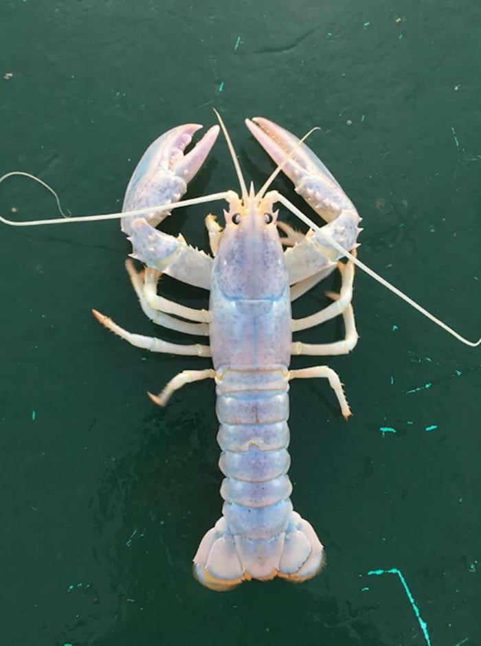 A Maine Fisherman Caught A Rare Albino Lobster That's Nearly Translucent 9GAG