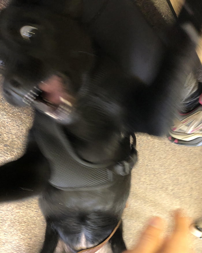 Scary pupper Lollipop does an attac