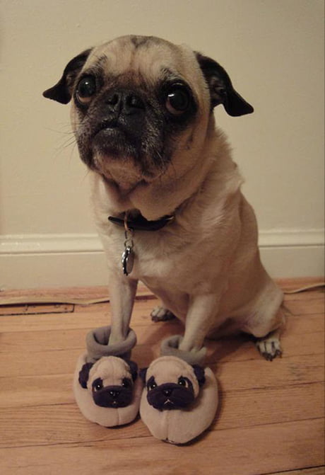 pug boots