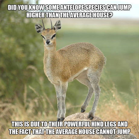 Did you know some antelope species can jump higher than the average house?  - 9GAG