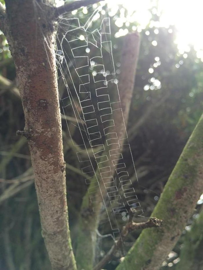 This Spider Web.