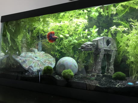 Betta fish 20 gallon 2024 tank